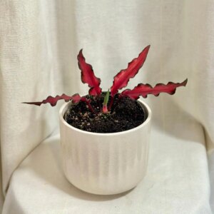 Caladium ‘Red Scarf’ - bonsai terárium | rastlinné terárium | nenáročné rastliny | čistiace vzduch rastliny | vlhkomilné rastliny | ťahavé rastliny | izbové rastliny do tieňa | rastliny na rozptýlené svetlo | rastliny na priame slnko | bezpečné rastliny pre deti | bezpečné rastliny pre zvieratá | rastliny do kúpeľne | zelená dekorácia | starostlivosť o rastliny | DIY terárium