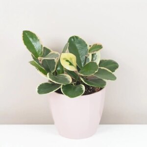 Hoya australis ‘Blondie’ - bonsai terárium | rastlinné terárium | nenáročné rastliny | čistiace vzduch rastliny | vlhkomilné rastliny | ťahavé rastliny | izbové rastliny do tieňa | rastliny na rozptýlené svetlo | rastliny na priame slnko | bezpečné rastliny pre deti | bezpečné rastliny pre zvieratá | rastliny do kúpeľne | zelená dekorácia | starostlivosť o rastliny | DIY terárium