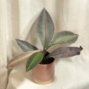 Labisia pumila - bonsai terárium | rastlinné terárium | nenáročné rastliny | čistiace vzduch rastliny | vlhkomilné rastliny | ťahavé rastliny | izbové rastliny do tieňa | rastliny na rozptýlené svetlo | rastliny na priame slnko | bezpečné rastliny pre deti | bezpečné rastliny pre zvieratá | rastliny do kúpeľne | zelená dekorácia | starostlivosť o rastliny | DIY terárium