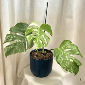 Monstera deliciosa ‘Albo-Variegata’ 3 - bonsai terárium | rastlinné terárium | nenáročné rastliny | čistiace vzduch rastliny | vlhkomilné rastliny | ťahavé rastliny | izbové rastliny do tieňa | rastliny na rozptýlené svetlo | rastliny na priame slnko | bezpečné rastliny pre deti | bezpečné rastliny pre zvieratá | rastliny do kúpeľne | zelená dekorácia | starostlivosť o rastliny | DIY terárium
