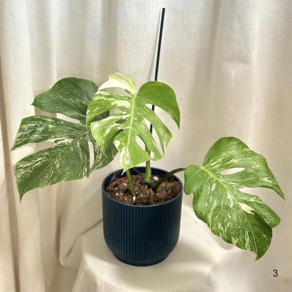 Monstera deliciosa ‘Albo-Variegata’ 3 - bonsai terárium | rastlinné terárium | nenáročné rastliny | čistiace vzduch rastliny | vlhkomilné rastliny | ťahavé rastliny | izbové rastliny do tieňa | rastliny na rozptýlené svetlo | rastliny na priame slnko | bezpečné rastliny pre deti | bezpečné rastliny pre zvieratá | rastliny do kúpeľne | zelená dekorácia | starostlivosť o rastliny | DIY terárium