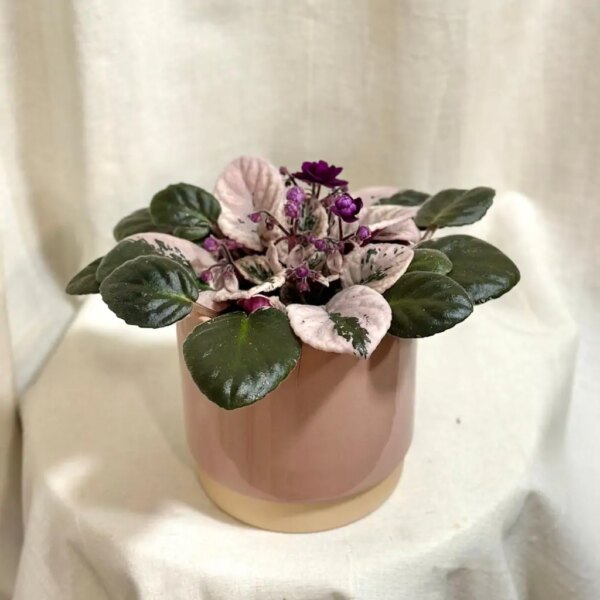 Saintpaulia ionantha variegata / Panašovaná Africká fialka - bonsai terárium | rastlinné terárium | nenáročné rastliny | čistiace vzduch rastliny | vlhkomilné rastliny | ťahavé rastliny | izbové rastliny do tieňa | rastliny na rozptýlené svetlo | rastliny na priame slnko | bezpečné rastliny pre deti | bezpečné rastliny pre zvieratá | rastliny do kúpeľne | zelená dekorácia | starostlivosť o rastliny | DIY terárium
