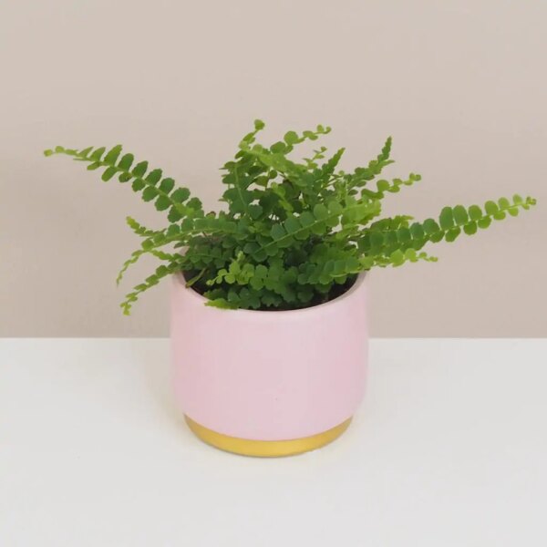 Papraď Nefrolepka ‘Duffii’ mini - bonsai terárium | rastlinné terárium | nenáročné rastliny | čistiace vzduch rastliny | vlhkomilné rastliny | ťahavé rastliny | izbové rastliny do tieňa | rastliny na rozptýlené svetlo | rastliny na priame slnko | bezpečné rastliny pre deti | bezpečné rastliny pre zvieratá | rastliny do kúpeľne | zelená dekorácia | starostlivosť o rastliny | DIY terárium