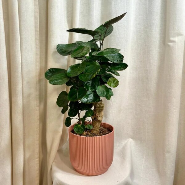 Polyscias Fabian - bonsai terárium | rastlinné terárium | nenáročné rastliny | čistiace vzduch rastliny | vlhkomilné rastliny | ťahavé rastliny | izbové rastliny do tieňa | rastliny na rozptýlené svetlo | rastliny na priame slnko | bezpečné rastliny pre deti | bezpečné rastliny pre zvieratá | rastliny do kúpeľne | zelená dekorácia | starostlivosť o rastliny | DIY terárium