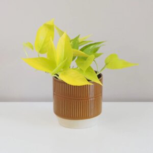 Pothos Epipremnum aureum ‘Neon’ - bonsai terárium | rastlinné terárium | nenáročné rastliny | čistiace vzduch rastliny | vlhkomilné rastliny | ťahavé rastliny | izbové rastliny do tieňa | rastliny na rozptýlené svetlo | rastliny na priame slnko | bezpečné rastliny pre deti | bezpečné rastliny pre zvieratá | rastliny do kúpeľne | zelená dekorácia | starostlivosť o rastliny | DIY terárium