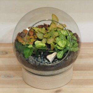 Rastlinné terárium guľa na drevenom podstavci - rastlinne terarium, rastliny do teraria, nadoba na rastlinne terarium, rastlinne terarium cena, rastlinne terarium navod, rastlinne terarium obi, rastlinne terarium predaj, rastlinne terarium starostlivost, rastliny vhodne do teraria, terarium rastlinne, umele rastliny do teraria, uzavrete rastlinne terarium, zatvorene rastlinne terarium, zive rastliny do teraria, zive rastliny do terária
