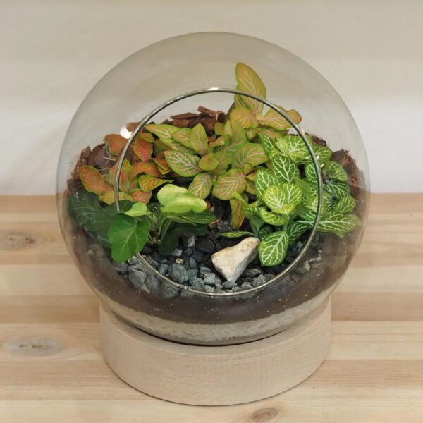 Rastlinné terárium guľa na drevenom podstavci - rastlinne terarium, rastliny do teraria, nadoba na rastlinne terarium, rastlinne terarium cena, rastlinne terarium navod, rastlinne terarium obi, rastlinne terarium predaj, rastlinne terarium starostlivost, rastliny vhodne do teraria, terarium rastlinne, umele rastliny do teraria, uzavrete rastlinne terarium, zatvorene rastlinne terarium, zive rastliny do teraria, zive rastliny do terária