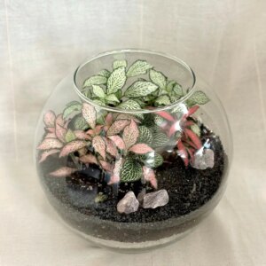 Rastlinné terárium guľa - rastlinne terarium, rastliny do teraria, nadoba na rastlinne terarium, rastlinne terarium cena, rastlinne terarium navod, rastlinne terarium obi, rastlinne terarium predaj, rastlinne terarium starostlivost, rastliny vhodne do teraria, terarium rastlinne, umele rastliny do teraria, uzavrete rastlinne terarium, zatvorene rastlinne terarium, zive rastliny do teraria, zive rastliny do terária
