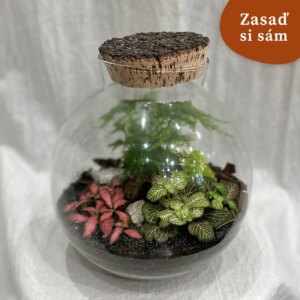 Rastlinné terárium veľká guľa s asparágusom | Vyrob si sám - rastlinne terarium, rastliny do teraria, nadoba na rastlinne terarium, rastlinne terarium cena, rastlinne terarium navod, rastlinne terarium obi, rastlinne terarium predaj, rastlinne terarium starostlivost, rastliny vhodne do teraria, terarium rastlinne, umele rastliny do teraria, uzavrete rastlinne terarium, zatvorene rastlinne terarium, zive rastliny do teraria, zive rastliny do terária