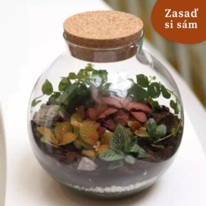 Rastlinné terárium veľká guľa s korkom | Vyrob si sám - rastlinne terarium, rastliny do teraria, nadoba na rastlinne terarium, rastlinne terarium cena, rastlinne terarium navod, rastlinne terarium obi, rastlinne terarium predaj, rastlinne terarium starostlivost, rastliny vhodne do teraria, terarium rastlinne, umele rastliny do teraria, uzavrete rastlinne terarium, zatvorene rastlinne terarium, zive rastliny do teraria, zive rastliny do terária