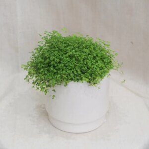 Rodinné šťastie / Soleirolia soleirolii - bonsai terárium | rastlinné terárium | nenáročné rastliny | čistiace vzduch rastliny | vlhkomilné rastliny | ťahavé rastliny | izbové rastliny do tieňa | rastliny na rozptýlené svetlo | rastliny na priame slnko | bezpečné rastliny pre deti | bezpečné rastliny pre zvieratá | rastliny do kúpeľne | zelená dekorácia | starostlivosť o rastliny | DIY terárium