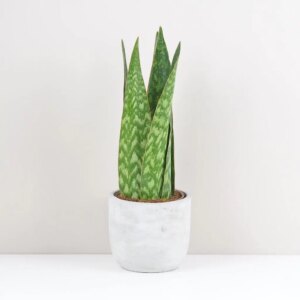 Sansevieria ‘Jamaiquina Queen’ - bonsai terárium | rastlinné terárium | nenáročné rastliny | čistiace vzduch rastliny | vlhkomilné rastliny | ťahavé rastliny | izbové rastliny do tieňa | rastliny na rozptýlené svetlo | rastliny na priame slnko | bezpečné rastliny pre deti | bezpečné rastliny pre zvieratá | rastliny do kúpeľne | zelená dekorácia | starostlivosť o rastliny | DIY terárium