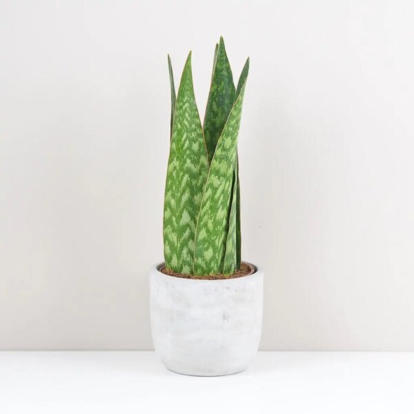 Sansevieria ‘Jamaiquina Queen’ - bonsai terárium | rastlinné terárium | nenáročné rastliny | čistiace vzduch rastliny | vlhkomilné rastliny | ťahavé rastliny | izbové rastliny do tieňa | rastliny na rozptýlené svetlo | rastliny na priame slnko | bezpečné rastliny pre deti | bezpečné rastliny pre zvieratá | rastliny do kúpeľne | zelená dekorácia | starostlivosť o rastliny | DIY terárium
