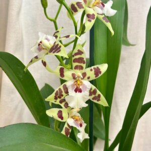 Orchidea Aliceara renaissance ‘Sage’ - bonsai terárium | rastlinné terárium | nenáročné rastliny | čistiace vzduch rastliny | vlhkomilné rastliny | ťahavé rastliny | izbové rastliny do tieňa | rastliny na rozptýlené svetlo | rastliny na priame slnko | bezpečné rastliny pre deti | bezpečné rastliny pre zvieratá | rastliny do kúpeľne | zelená dekorácia | starostlivosť o rastliny | DIY terárium