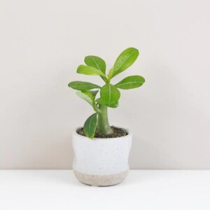 Adenium obesum mini / Púštna ruža - bonsai terárium | rastlinné terárium | nenáročné rastliny | čistiace vzduch rastliny | vlhkomilné rastliny | ťahavé rastliny | izbové rastliny do tieňa | rastliny na rozptýlené svetlo | rastliny na priame slnko | bezpečné rastliny pre deti | bezpečné rastliny pre zvieratá | rastliny do kúpeľne | zelená dekorácia | starostlivosť o rastliny | DIY terárium