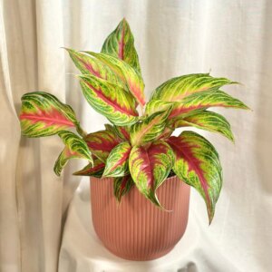 Aglaonema ‘Eyecatcher Red’ maxi - bonsai terárium | rastlinné terárium | nenáročné rastliny | čistiace vzduch rastliny | vlhkomilné rastliny | ťahavé rastliny | izbové rastliny do tieňa | rastliny na rozptýlené svetlo | rastliny na priame slnko | bezpečné rastliny pre deti | bezpečné rastliny pre zvieratá | rastliny do kúpeľne | zelená dekorácia | starostlivosť o rastliny | DIY terárium