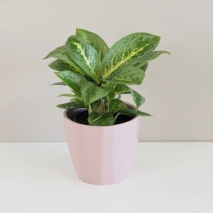 Aglaonema ‘Lemon Mint’ - bonsai terárium | rastlinné terárium | nenáročné rastliny | čistiace vzduch rastliny | vlhkomilné rastliny | ťahavé rastliny | izbové rastliny do tieňa | rastliny na rozptýlené svetlo | rastliny na priame slnko | bezpečné rastliny pre deti | bezpečné rastliny pre zvieratá | rastliny do kúpeľne | zelená dekorácia | starostlivosť o rastliny | DIY terárium