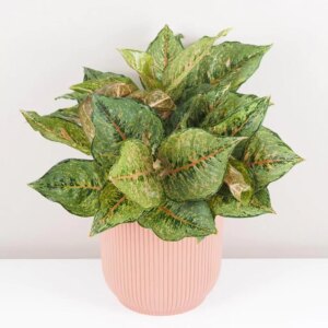Aglaonema ‘Pistachio Pink’ maxi - bonsai terárium | rastlinné terárium | nenáročné rastliny | čistiace vzduch rastliny | vlhkomilné rastliny | ťahavé rastliny | izbové rastliny do tieňa | rastliny na rozptýlené svetlo | rastliny na priame slnko | bezpečné rastliny pre deti | bezpečné rastliny pre zvieratá | rastliny do kúpeľne | zelená dekorácia | starostlivosť o rastliny | DIY terárium
