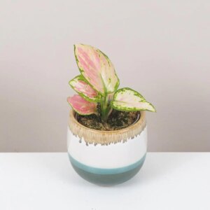Aglaonema ‘Red Zirkon’ malá - bonsai terárium | rastlinné terárium | nenáročné rastliny | čistiace vzduch rastliny | vlhkomilné rastliny | ťahavé rastliny | izbové rastliny do tieňa | rastliny na rozptýlené svetlo | rastliny na priame slnko | bezpečné rastliny pre deti | bezpečné rastliny pre zvieratá | rastliny do kúpeľne | zelená dekorácia | starostlivosť o rastliny | DIY terárium