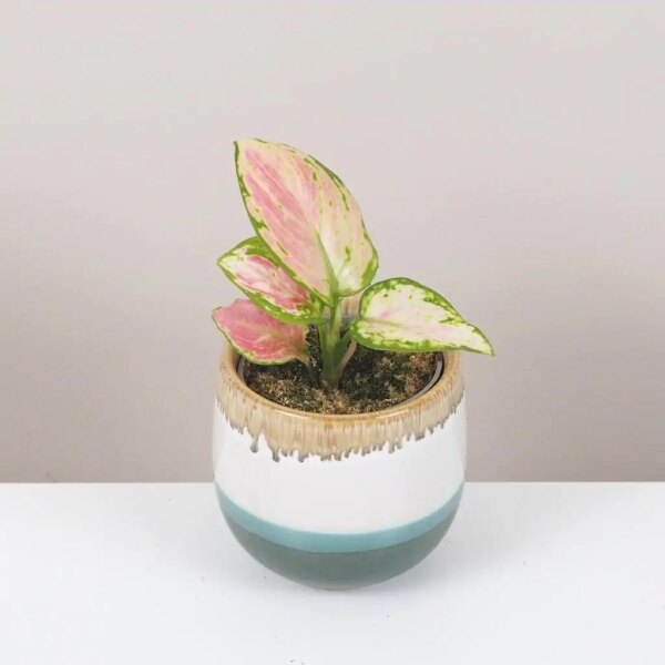 Aglaonema ‘Red Zirkon’ malá - bonsai terárium | rastlinné terárium | nenáročné rastliny | čistiace vzduch rastliny | vlhkomilné rastliny | ťahavé rastliny | izbové rastliny do tieňa | rastliny na rozptýlené svetlo | rastliny na priame slnko | bezpečné rastliny pre deti | bezpečné rastliny pre zvieratá | rastliny do kúpeľne | zelená dekorácia | starostlivosť o rastliny | DIY terárium