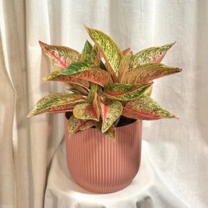 Aglaonema ‘Romance Red’ maxi - bonsai terárium | rastlinné terárium | nenáročné rastliny | čistiace vzduch rastliny | vlhkomilné rastliny | ťahavé rastliny | izbové rastliny do tieňa | rastliny na rozptýlené svetlo | rastliny na priame slnko | bezpečné rastliny pre deti | bezpečné rastliny pre zvieratá | rastliny do kúpeľne | zelená dekorácia | starostlivosť o rastliny | DIY terárium