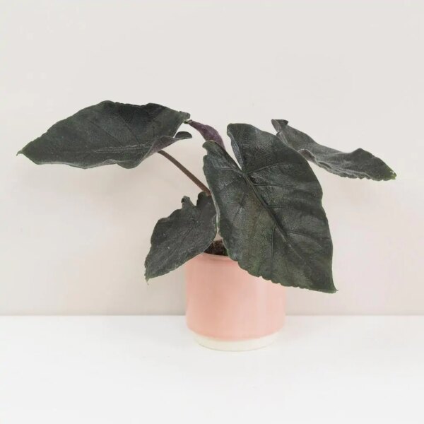 Alocasia ‘Antoro velvet’ malá - bonsai terárium | rastlinné terárium | nenáročné rastliny | čistiace vzduch rastliny | vlhkomilné rastliny | ťahavé rastliny | izbové rastliny do tieňa | rastliny na rozptýlené svetlo | rastliny na priame slnko | bezpečné rastliny pre deti | bezpečné rastliny pre zvieratá | rastliny do kúpeľne | zelená dekorácia | starostlivosť o rastliny | DIY terárium