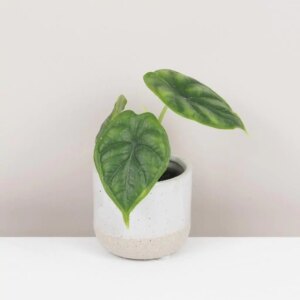 Alocasia ‘Dragon Scale’ malá - bonsai terárium | rastlinné terárium | nenáročné rastliny | čistiace vzduch rastliny | vlhkomilné rastliny | ťahavé rastliny | izbové rastliny do tieňa | rastliny na rozptýlené svetlo | rastliny na priame slnko | bezpečné rastliny pre deti | bezpečné rastliny pre zvieratá | rastliny do kúpeľne | zelená dekorácia | starostlivosť o rastliny | DIY terárium