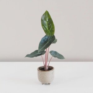 Alocasia ‘Pink Dragon’ malá - bonsai terárium | rastlinné terárium | nenáročné rastliny | čistiace vzduch rastliny | vlhkomilné rastliny | ťahavé rastliny | izbové rastliny do tieňa | rastliny na rozptýlené svetlo | rastliny na priame slnko | bezpečné rastliny pre deti | bezpečné rastliny pre zvieratá | rastliny do kúpeľne | zelená dekorácia | starostlivosť o rastliny | DIY terárium