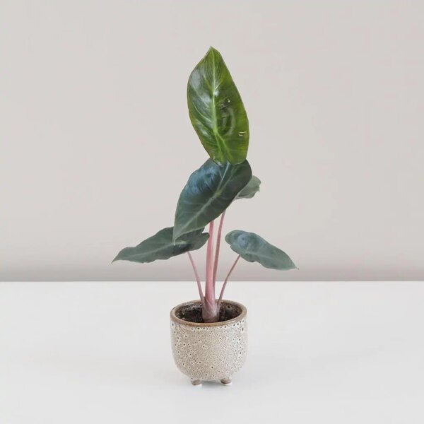 Alocasia ‘Pink Dragon’ malá - bonsai terárium | rastlinné terárium | nenáročné rastliny | čistiace vzduch rastliny | vlhkomilné rastliny | ťahavé rastliny | izbové rastliny do tieňa | rastliny na rozptýlené svetlo | rastliny na priame slnko | bezpečné rastliny pre deti | bezpečné rastliny pre zvieratá | rastliny do kúpeľne | zelená dekorácia | starostlivosť o rastliny | DIY terárium