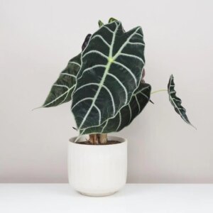Alocasia watsoniana - bonsai terárium | rastlinné terárium | nenáročné rastliny | čistiace vzduch rastliny | vlhkomilné rastliny | ťahavé rastliny | izbové rastliny do tieňa | rastliny na rozptýlené svetlo | rastliny na priame slnko | bezpečné rastliny pre deti | bezpečné rastliny pre zvieratá | rastliny do kúpeľne | zelená dekorácia | starostlivosť o rastliny | DIY terárium