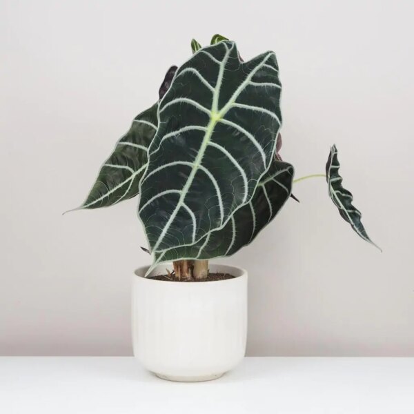 Alocasia watsoniana - bonsai terárium | rastlinné terárium | nenáročné rastliny | čistiace vzduch rastliny | vlhkomilné rastliny | ťahavé rastliny | izbové rastliny do tieňa | rastliny na rozptýlené svetlo | rastliny na priame slnko | bezpečné rastliny pre deti | bezpečné rastliny pre zvieratá | rastliny do kúpeľne | zelená dekorácia | starostlivosť o rastliny | DIY terárium