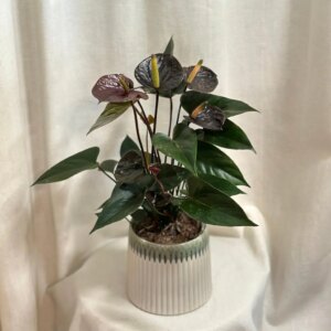 Anthurium andraeanum ‘Black Love’ - bonsai terárium | rastlinné terárium | nenáročné rastliny | čistiace vzduch rastliny | vlhkomilné rastliny | ťahavé rastliny | izbové rastliny do tieňa | rastliny na rozptýlené svetlo | rastliny na priame slnko | bezpečné rastliny pre deti | bezpečné rastliny pre zvieratá | rastliny do kúpeľne | zelená dekorácia | starostlivosť o rastliny | DIY terárium
