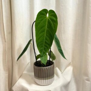Anthurium queremalense veľké - bonsai terárium | rastlinné terárium | nenáročné rastliny | čistiace vzduch rastliny | vlhkomilné rastliny | ťahavé rastliny | izbové rastliny do tieňa | rastliny na rozptýlené svetlo | rastliny na priame slnko | bezpečné rastliny pre deti | bezpečné rastliny pre zvieratá | rastliny do kúpeľne | zelená dekorácia | starostlivosť o rastliny | DIY terárium