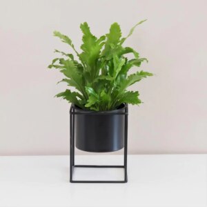 Asplenium nidus ‘Campio’ - bonsai terárium | rastlinné terárium | nenáročné rastliny | čistiace vzduch rastliny | vlhkomilné rastliny | ťahavé rastliny | izbové rastliny do tieňa | rastliny na rozptýlené svetlo | rastliny na priame slnko | bezpečné rastliny pre deti | bezpečné rastliny pre zvieratá | rastliny do kúpeľne | zelená dekorácia | starostlivosť o rastliny | DIY terárium