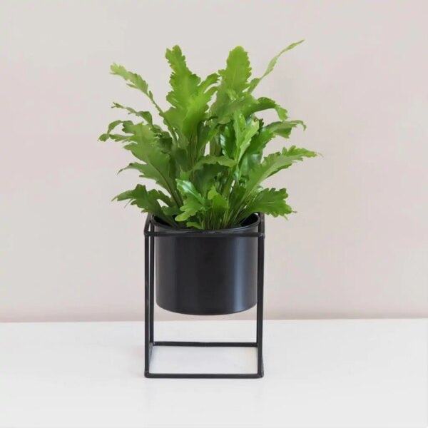 Asplenium nidus ‘Campio’ - bonsai terárium | rastlinné terárium | nenáročné rastliny | čistiace vzduch rastliny | vlhkomilné rastliny | ťahavé rastliny | izbové rastliny do tieňa | rastliny na rozptýlené svetlo | rastliny na priame slnko | bezpečné rastliny pre deti | bezpečné rastliny pre zvieratá | rastliny do kúpeľne | zelená dekorácia | starostlivosť o rastliny | DIY terárium
