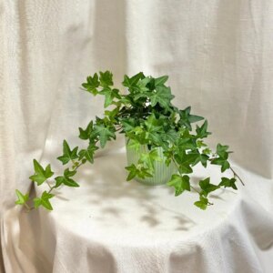 Hedera helix ‘Pittsburgh’ - bonsai terárium | rastlinné terárium | nenáročné rastliny | čistiace vzduch rastliny | vlhkomilné rastliny | ťahavé rastliny | izbové rastliny do tieňa | rastliny na rozptýlené svetlo | rastliny na priame slnko | bezpečné rastliny pre deti | bezpečné rastliny pre zvieratá | rastliny do kúpeľne | zelená dekorácia | starostlivosť o rastliny | DIY terárium