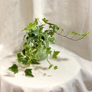 Hedera helix ‘White wonder’ - bonsai terárium | rastlinné terárium | nenáročné rastliny | čistiace vzduch rastliny | vlhkomilné rastliny | ťahavé rastliny | izbové rastliny do tieňa | rastliny na rozptýlené svetlo | rastliny na priame slnko | bezpečné rastliny pre deti | bezpečné rastliny pre zvieratá | rastliny do kúpeľne | zelená dekorácia | starostlivosť o rastliny | DIY terárium