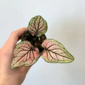 Caladium bicolor ‘Saga Light’ mini - bonsai terárium | rastlinné terárium | nenáročné rastliny | čistiace vzduch rastliny | vlhkomilné rastliny | ťahavé rastliny | izbové rastliny do tieňa | rastliny na rozptýlené svetlo | rastliny na priame slnko | bezpečné rastliny pre deti | bezpečné rastliny pre zvieratá | rastliny do kúpeľne | zelená dekorácia | starostlivosť o rastliny | DIY terárium