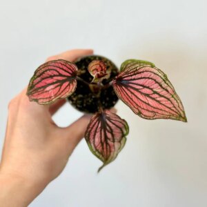 Caladium bicolor ‘Saga’ mini - bonsai terárium | rastlinné terárium | nenáročné rastliny | čistiace vzduch rastliny | vlhkomilné rastliny | ťahavé rastliny | izbové rastliny do tieňa | rastliny na rozptýlené svetlo | rastliny na priame slnko | bezpečné rastliny pre deti | bezpečné rastliny pre zvieratá | rastliny do kúpeľne | zelená dekorácia | starostlivosť o rastliny | DIY terárium