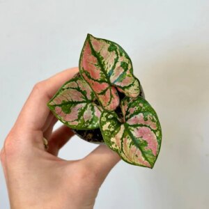 Caladium ‘Purple Light’ mini - bonsai terárium | rastlinné terárium | nenáročné rastliny | čistiace vzduch rastliny | vlhkomilné rastliny | ťahavé rastliny | izbové rastliny do tieňa | rastliny na rozptýlené svetlo | rastliny na priame slnko | bezpečné rastliny pre deti | bezpečné rastliny pre zvieratá | rastliny do kúpeľne | zelená dekorácia | starostlivosť o rastliny | DIY terárium