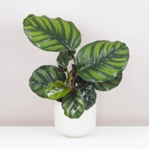 Calathea fasciata veľká - bonsai terárium | rastlinné terárium | nenáročné rastliny | čistiace vzduch rastliny | vlhkomilné rastliny | ťahavé rastliny | izbové rastliny do tieňa | rastliny na rozptýlené svetlo | rastliny na priame slnko | bezpečné rastliny pre deti | bezpečné rastliny pre zvieratá | rastliny do kúpeľne | zelená dekorácia | starostlivosť o rastliny | DIY terárium