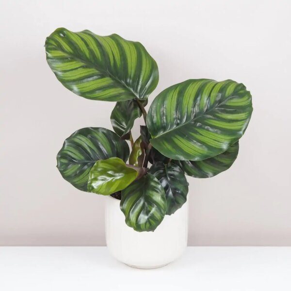 Calathea fasciata veľká - bonsai terárium | rastlinné terárium | nenáročné rastliny | čistiace vzduch rastliny | vlhkomilné rastliny | ťahavé rastliny | izbové rastliny do tieňa | rastliny na rozptýlené svetlo | rastliny na priame slnko | bezpečné rastliny pre deti | bezpečné rastliny pre zvieratá | rastliny do kúpeľne | zelená dekorácia | starostlivosť o rastliny | DIY terárium