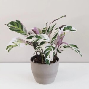 Calathea ‘Fusion White’ veľká - bonsai terárium | rastlinné terárium | nenáročné rastliny | čistiace vzduch rastliny | vlhkomilné rastliny | ťahavé rastliny | izbové rastliny do tieňa | rastliny na rozptýlené svetlo | rastliny na priame slnko | bezpečné rastliny pre deti | bezpečné rastliny pre zvieratá | rastliny do kúpeľne | zelená dekorácia | starostlivosť o rastliny | DIY terárium