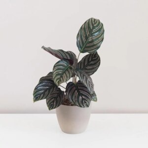 Calathea ornata ‘Sanderiana’ - bonsai terárium | rastlinné terárium | nenáročné rastliny | čistiace vzduch rastliny | vlhkomilné rastliny | ťahavé rastliny | izbové rastliny do tieňa | rastliny na rozptýlené svetlo | rastliny na priame slnko | bezpečné rastliny pre deti | bezpečné rastliny pre zvieratá | rastliny do kúpeľne | zelená dekorácia | starostlivosť o rastliny | DIY terárium