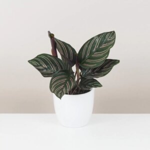 Calathea ornata ‘Sanderiana’ stredná - bonsai terárium | rastlinné terárium | nenáročné rastliny | čistiace vzduch rastliny | vlhkomilné rastliny | ťahavé rastliny | izbové rastliny do tieňa | rastliny na rozptýlené svetlo | rastliny na priame slnko | bezpečné rastliny pre deti | bezpečné rastliny pre zvieratá | rastliny do kúpeľne | zelená dekorácia | starostlivosť o rastliny | DIY terárium