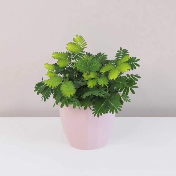 Citlivka / Mimosa pudica - bonsai terárium | rastlinné terárium | nenáročné rastliny | čistiace vzduch rastliny | vlhkomilné rastliny | ťahavé rastliny | izbové rastliny do tieňa | rastliny na rozptýlené svetlo | rastliny na priame slnko | bezpečné rastliny pre deti | bezpečné rastliny pre zvieratá | rastliny do kúpeľne | zelená dekorácia | starostlivosť o rastliny | DIY terárium