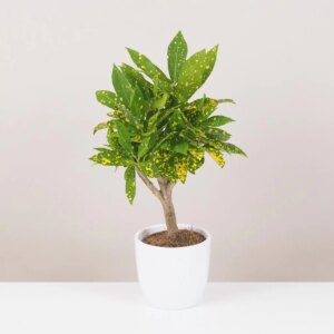 Krotónovec / Codiaeum variegatum ‘Gold Dust’ malý - bonsai terárium | rastlinné terárium | nenáročné rastliny | čistiace vzduch rastliny | vlhkomilné rastliny | ťahavé rastliny | izbové rastliny do tieňa | rastliny na rozptýlené svetlo | rastliny na priame slnko | bezpečné rastliny pre deti | bezpečné rastliny pre zvieratá | rastliny do kúpeľne | zelená dekorácia | starostlivosť o rastliny | DIY terárium