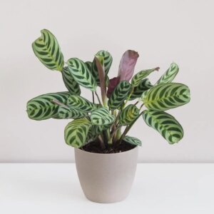 Ctenanthe burle-marxii veľké - bonsai terárium | rastlinné terárium | nenáročné rastliny | čistiace vzduch rastliny | vlhkomilné rastliny | ťahavé rastliny | izbové rastliny do tieňa | rastliny na rozptýlené svetlo | rastliny na priame slnko | bezpečné rastliny pre deti | bezpečné rastliny pre zvieratá | rastliny do kúpeľne | zelená dekorácia | starostlivosť o rastliny | DIY terárium