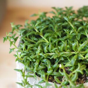 Curio (senecio) peregrinus - bonsai terárium | rastlinné terárium | nenáročné rastliny | čistiace vzduch rastliny | vlhkomilné rastliny | ťahavé rastliny | izbové rastliny do tieňa | rastliny na rozptýlené svetlo | rastliny na priame slnko | bezpečné rastliny pre deti | bezpečné rastliny pre zvieratá | rastliny do kúpeľne | zelená dekorácia | starostlivosť o rastliny | DIY terárium