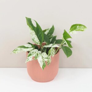 Epipremnum pinnatum ‘Marble King’ - bonsai terárium | rastlinné terárium | nenáročné rastliny | čistiace vzduch rastliny | vlhkomilné rastliny | ťahavé rastliny | izbové rastliny do tieňa | rastliny na rozptýlené svetlo | rastliny na priame slnko | bezpečné rastliny pre deti | bezpečné rastliny pre zvieratá | rastliny do kúpeľne | zelená dekorácia | starostlivosť o rastliny | DIY terárium